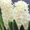 Hyacinth White Pearl