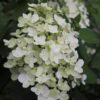 Hydrangea Unique