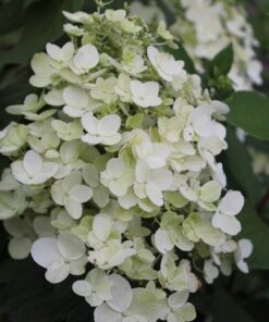 Hydrangea Unique