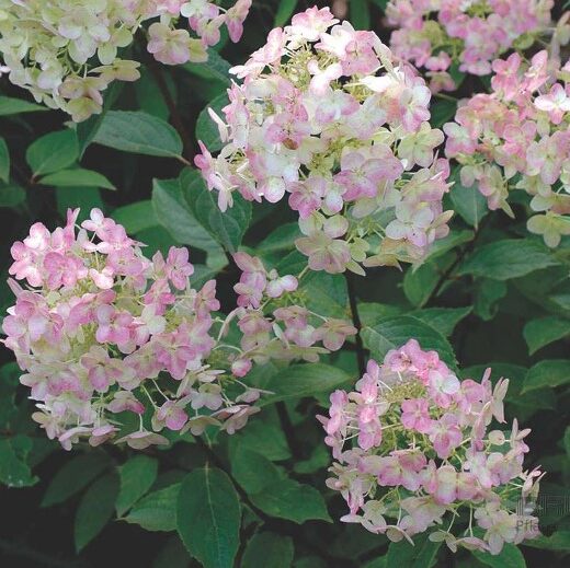 HYDRANGEA Unique. Panicles of White Flowers. - Image 4