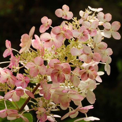 Hydrangea
