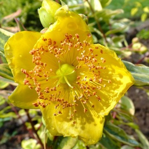 HYPERICUM Little Misstery - Image 2