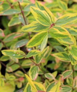 Hypericum Little Misstery