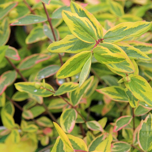 Hypericum Little Misstery