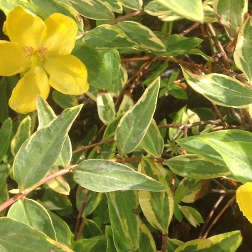 HYPERICUM Little Misstery - Image 3