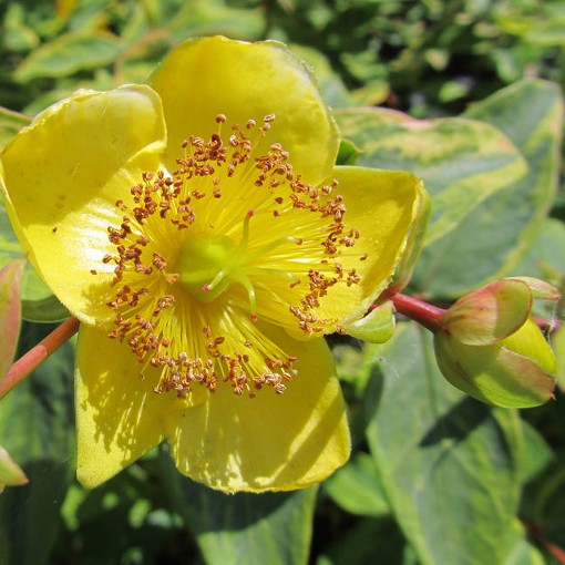 HYPERICUM Little Misstery - Image 4