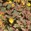 Hypericum Tricolor