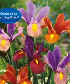 Iris Tiger