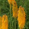 Kniphofia Mango Popsicle