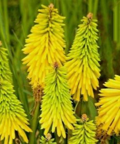 Kniphofia citrina