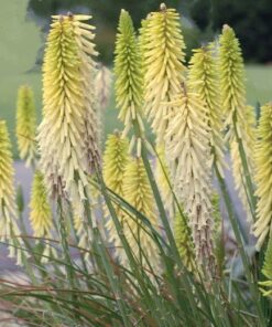 Red Hot Poker citrina