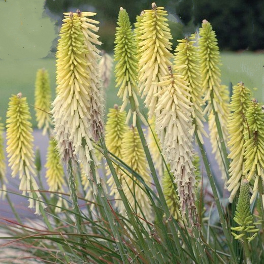 Red Hot Poker citrina