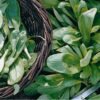 Lambs Lettuuce
