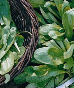 Lambs Lettuuce