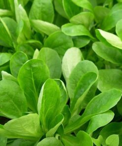 Lambs Lettuce or Corn Salad
