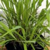 Lemon Grass