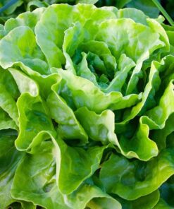 Lettuce All Year Round