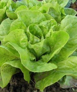 Alternative view of LETTUCE All Year Round. Butterhead variety.