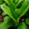 Lettuce Little Gem