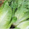 Lettuce Paris White