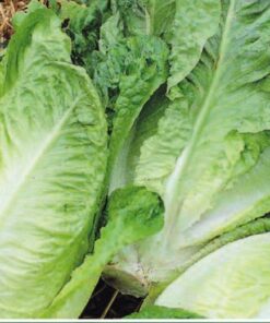 Lettuce Paris White