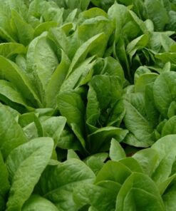 Cos Lettuce
