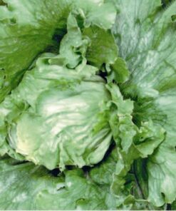 Lettuce Great Lakes