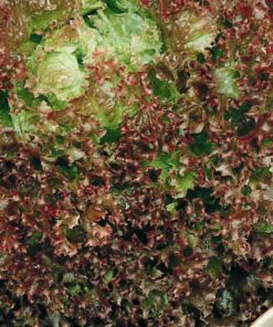 Lollo Rosso