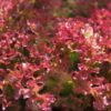Lollo rosso lettuce
