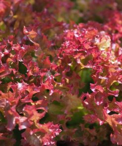 Lollo rosso lettuce
