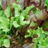 Lettuce French Salad Mix