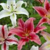 Oriental Lilies