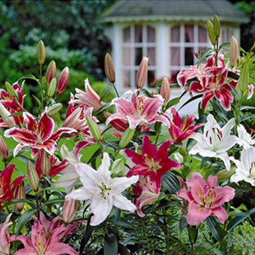 Oriental Lilies - Image 2