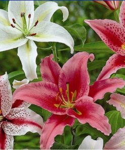 Oriental Lilies