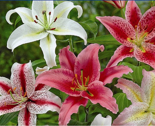 Oriental Lilies