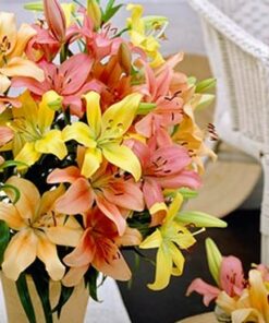 Alternative view of Asiatic Lilies. Scented, Mixed colours.