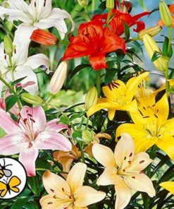 Asiatic Lilies