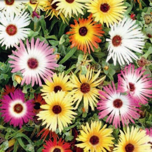 LIVINGSTONE DAISY Mixed. Mesembryanthemum cordifolium