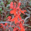 Lobelia Cardinalis