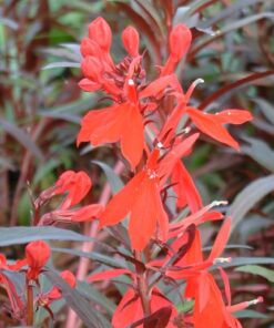 Lobelia Cardinalis