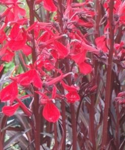 Alternative view of Lobelia Cardinalis QUEEN VICTORA.