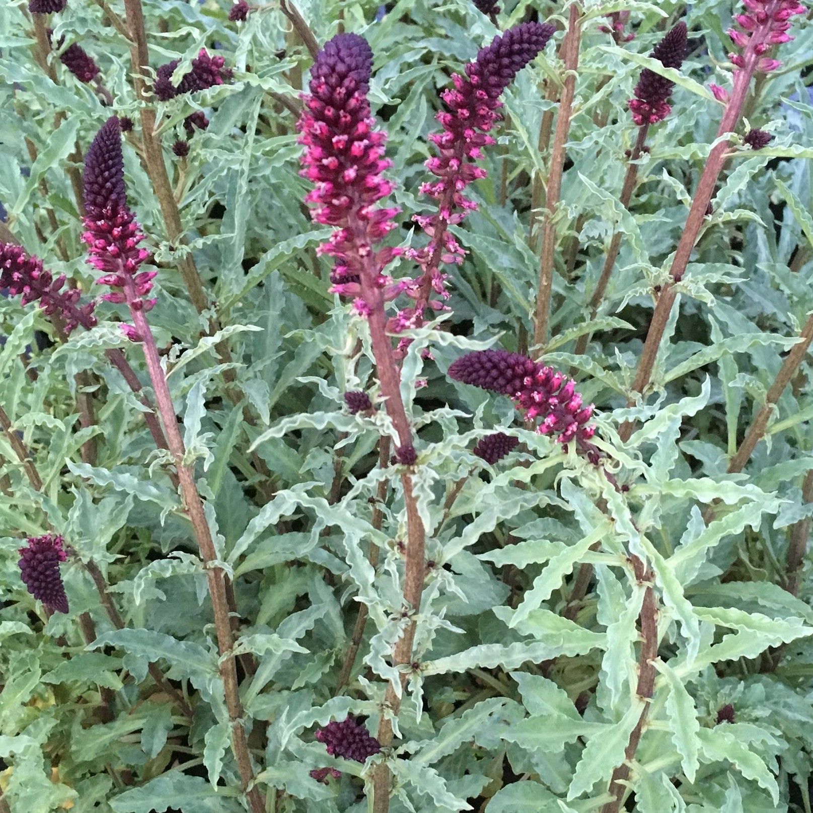 Purple Loosestrife
