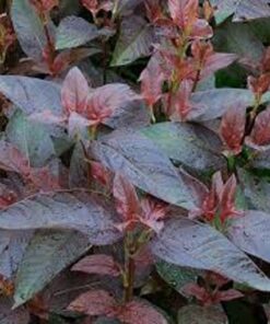 Loosestrife