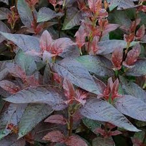 Loosestrife