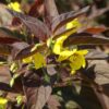 Loosestrife Firecracker