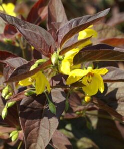 Loosestrife Firecracker