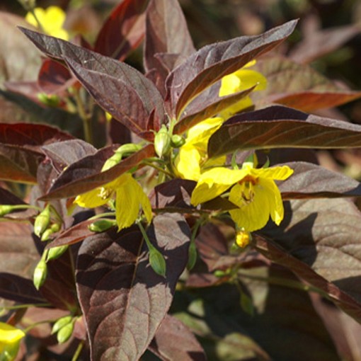 Loosestrife Firecracker