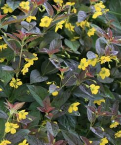 Lysimachia
