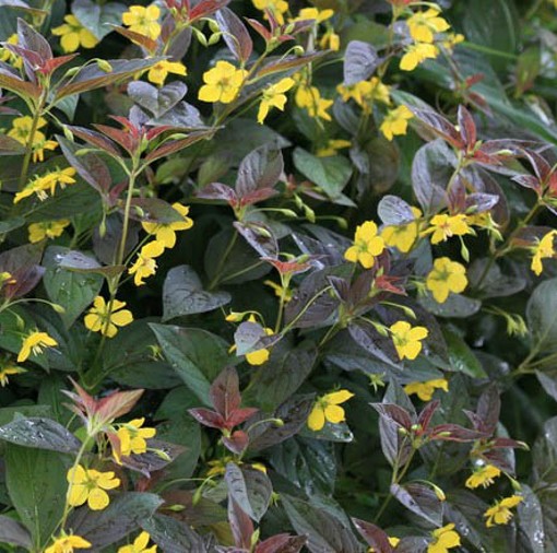 Lysimachia