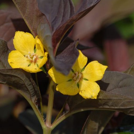 LYSIMACHIA Firecracker. Loosestrife. - Image 4